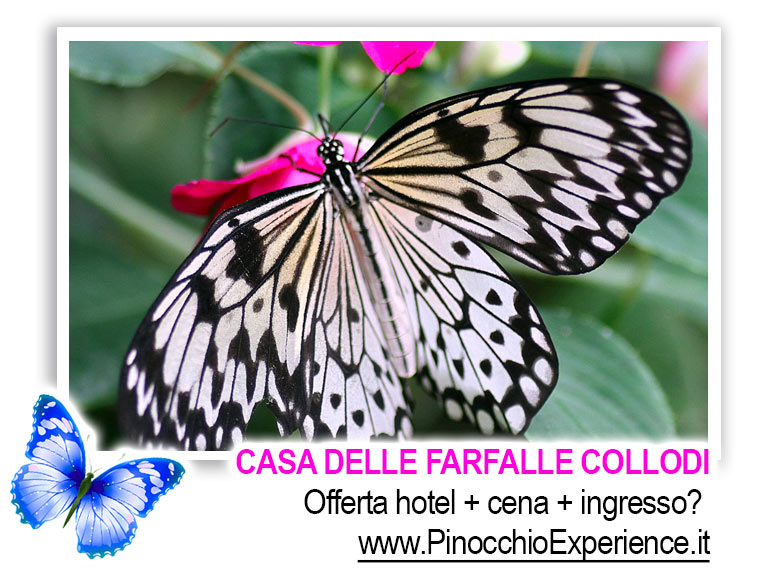 Casa delle Farfalle Collodi Toscana - Farfalle