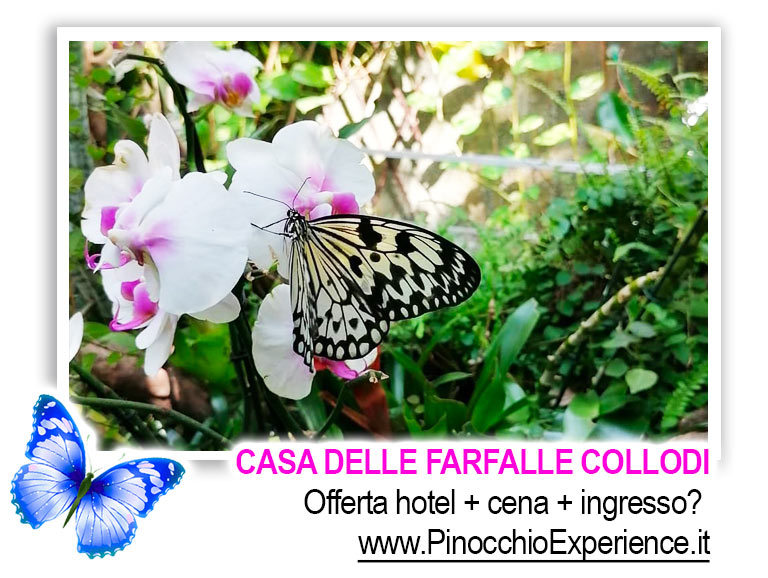 Casa delle Farfalle Collodi Toscana - Farfalla su fiore