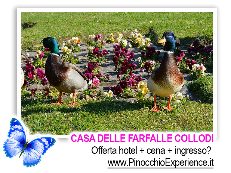 Casa delle Farfalle Collodi Toscana - Anatre nel giardino