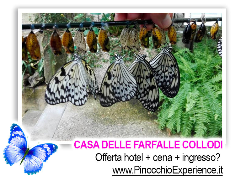 Casa delle Farfalle Collodi Toscana - La trasformazione da crisalide in farfalla