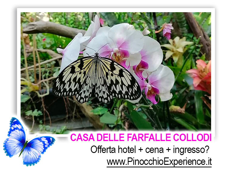 Casa delle Farfalle Collodi Toscana - La bellezza della natura