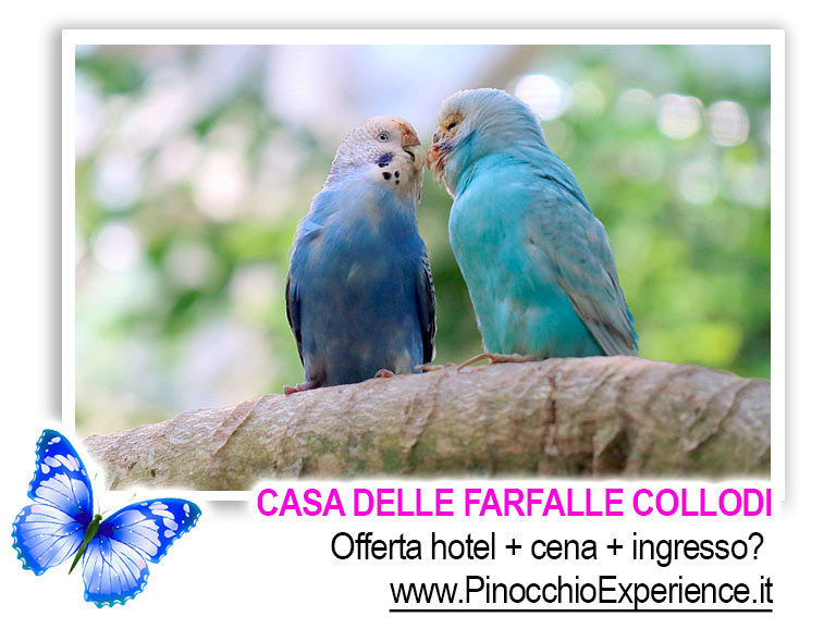 Casa delle Farfalle Collodi Toscana - I Pappagallini Innamorati